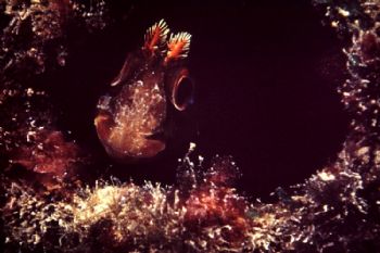 Blenny peeking from its hole. Taken in Baleal, Portugal, ... by Joao Pedro Tojal Loia Soares Silva 
